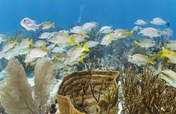 The park is mostly water, with marine animals as t The park is mostly water, with marine animals as the queen conch, Nassau grouper, sea turtles and spiny lobster can be found. It is also home to a sm